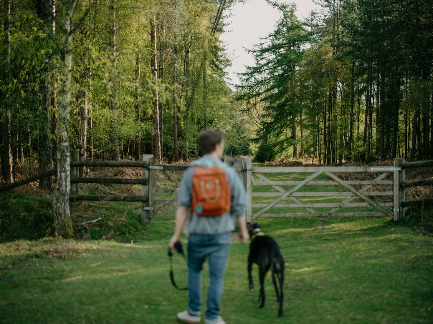 Why Regular Walks are Essential for Dogs