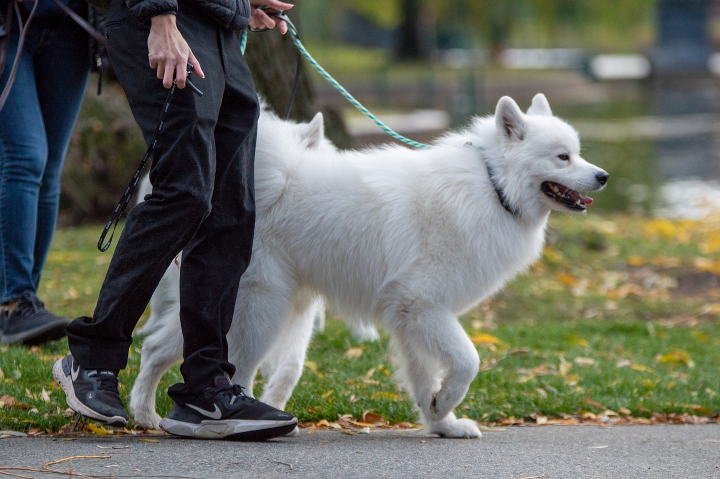 Balancing Professional Dog Walking and Personal Care