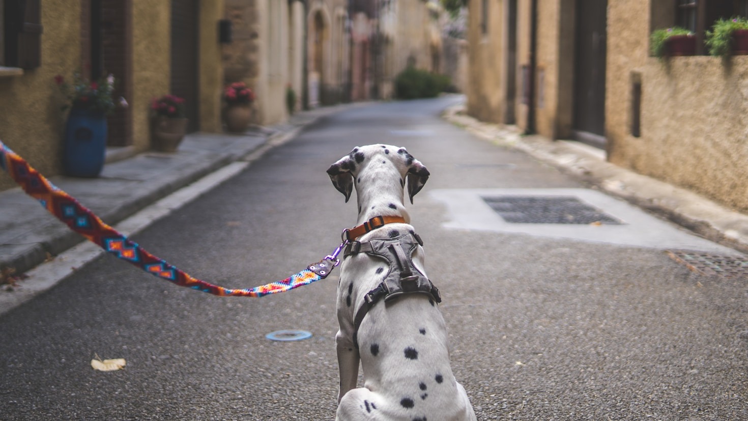 The Health Benefits of Daily Walks for Your Pet